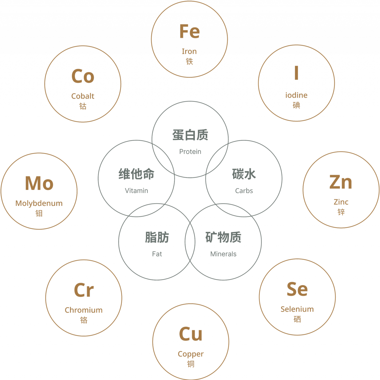 8 Key Body Mineral Balance Meiziya International